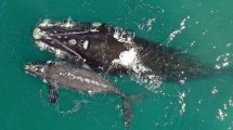 Imagen de Dónde van las ballenas cuando no se encuentran en Península Valdés