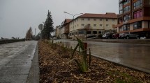 Imagen de La expansión del arbolado urbano ya llegó a la costanera céntrica de Bariloche