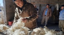 Imagen de Pequeños productores caprinos buscan mejorar la rentabilidad del mohair