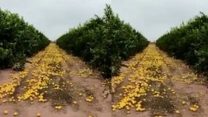 Un productor desechó 280 toneladas de limones por falta de compradores y precios