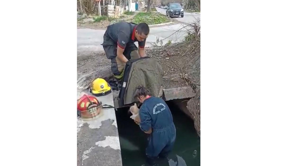 La bombera entró debajo del puente para sacar el gatito. 