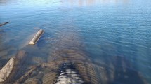 Imagen de Cruces entre el EPAS y el Colectivo Ambiente Patagonia por el vertido de líquidos al río Limay