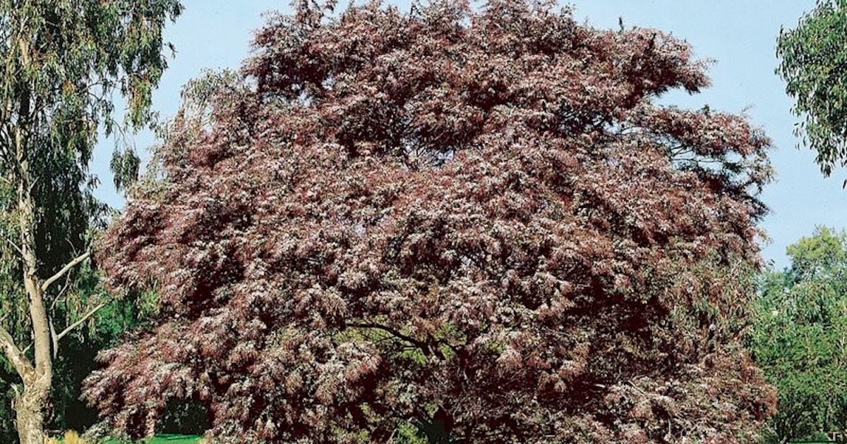 Jardín: diez árboles para sumar color y diseño