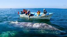 Imagen de Impresionante: una ballena se «tragó» a dos mujeres en las costas de California