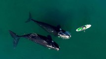 Imagen de La ballena que juega con la surfer: el genial video en Puerto Madryn que publicó el actor de Rápido y Furioso