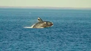 Ya tienen nombre diez ballenas del catálogo creado en Las Grutas