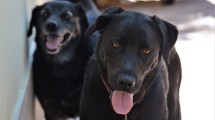 Imagen de Se viene el primer hospital público de animales en el Alto Valle: qué es y dónde será