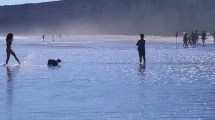 Imagen de Viedma aprobó la playa para perros en El Cóndor