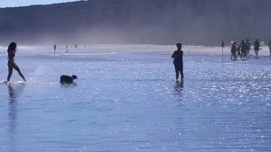 Viedma aprobó la playa para perros en El Cóndor