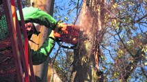 Imagen de Poda de árboles en Neuquén y en el Alto Valle este invierno: «No hay que modificar la copa»