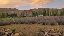 Imagen de Un campo de lavandas a orillas del Limay: belleza y salud en Villa Llanquín