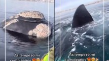 Imagen de Se filmaron remando cerca de las ballenas y les iniciarán sumario en Puerto Madryn: mirá el video