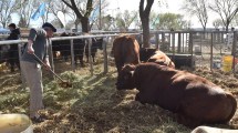 Imagen de 42° Expo Rural de Choele Choel: “Para la zona es un gran beneficio”