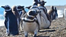 Imagen de Cuánto sale conocer la población más grande de pingüinos de Magallanes del mundo en Madryn