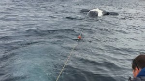 Puerto Madryn: aparecieron seis ballenas muertas en las costas de Puerto Pirámides