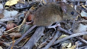 Qué saben hoy las ciencias sobre el hantavirus y sus formas de contagio