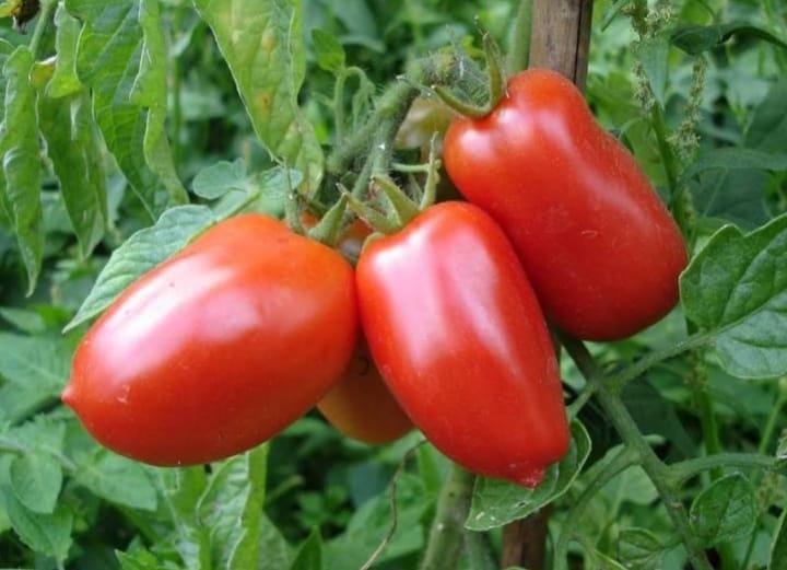 El objeto de investigación es la producción de tomate San Marzano en la región. Se trata de un tomate ideal para la producción de conserva.