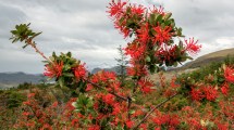 Imagen de Plantas autóctonas: el “ciruelito” que embellece la región