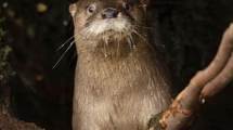 Imagen de Mejora la convivencia con el huillín, la nutria que habita en Patagonia