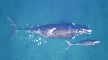 Imagen de Podés adoptar una ballena de Puerto Madryn: para qué sirve y cómo hacerlo