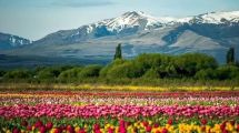 Imagen de Los tulipanes de Trevelin: el campo está en flor y así enamora