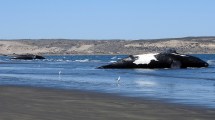 Imagen de ¿Por qué murieron 30 ballenas en Península Valdés? Los científicos ya tienen la respuesta