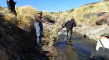 Imagen de Controlan peces invasores para preservar a la mojarra desnuda y a la ranita de Valcheta