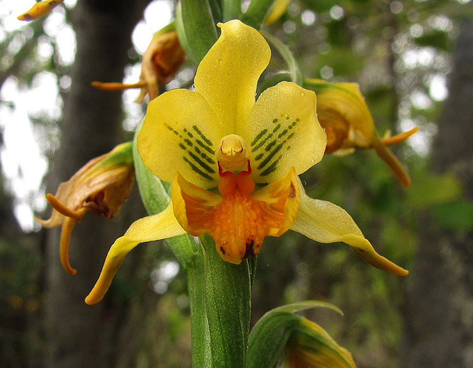 Plantas autóctonas: La hermosa Gavilea odoratissima