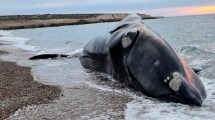 Imagen de Cuál podría ser la causa de muerte de las ballenas que aparecieron en Península Valdés