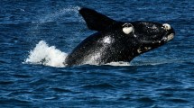 Imagen de Video: estos increíbles saltos de ballenas te esperan el finde largo en Puerto Madryn