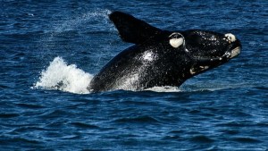 Video: estos increíbles saltos de ballenas te esperan el finde largo en Puerto Madryn