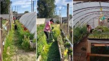 Imagen de Destrozos en una huerta comunitaria de una escuela de Neuquén 