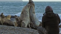 Imagen de Escapada a Puerto Madryn para este fin de semana largo: qué hacer y cuánto sale