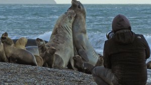 Escapada a Puerto Madryn para este fin de semana largo: qué hacer y cuánto sale