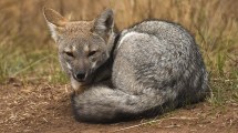 Imagen de África en La Pampa: fueron a hacer fotos a la reserva Parque Luro y mirá las maravillas que encontraron