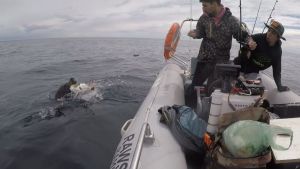 Video: un pícaro lobito les robó un salmón a unos pescadores en Las Grutas