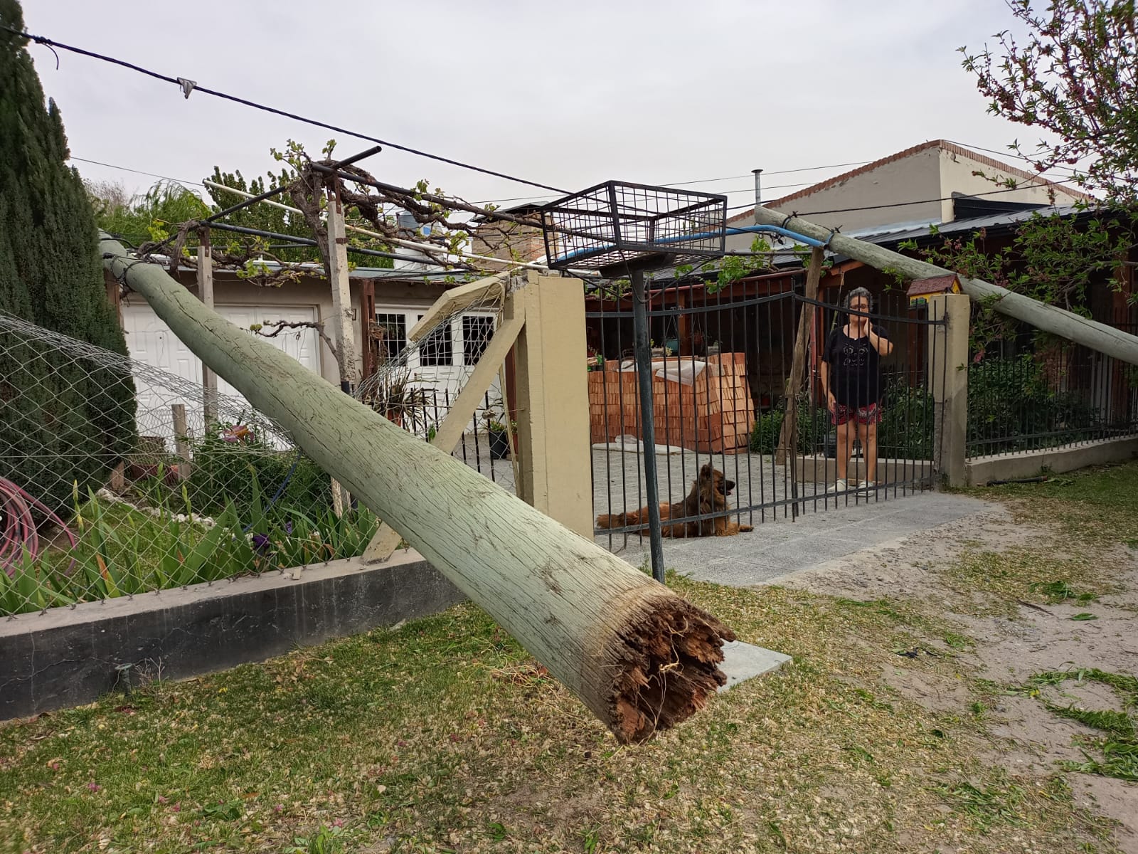 A raíz de las fuertes ráfagas, dos postes cayeron sobre la vivienda de una vecina de barrio La Rivera. Foto Rodrigo Sandoval.