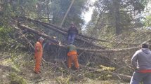 Imagen de Caída de árboles y voladuras de techos por ráfagas de hasta 100 kilómetros en Bariloche