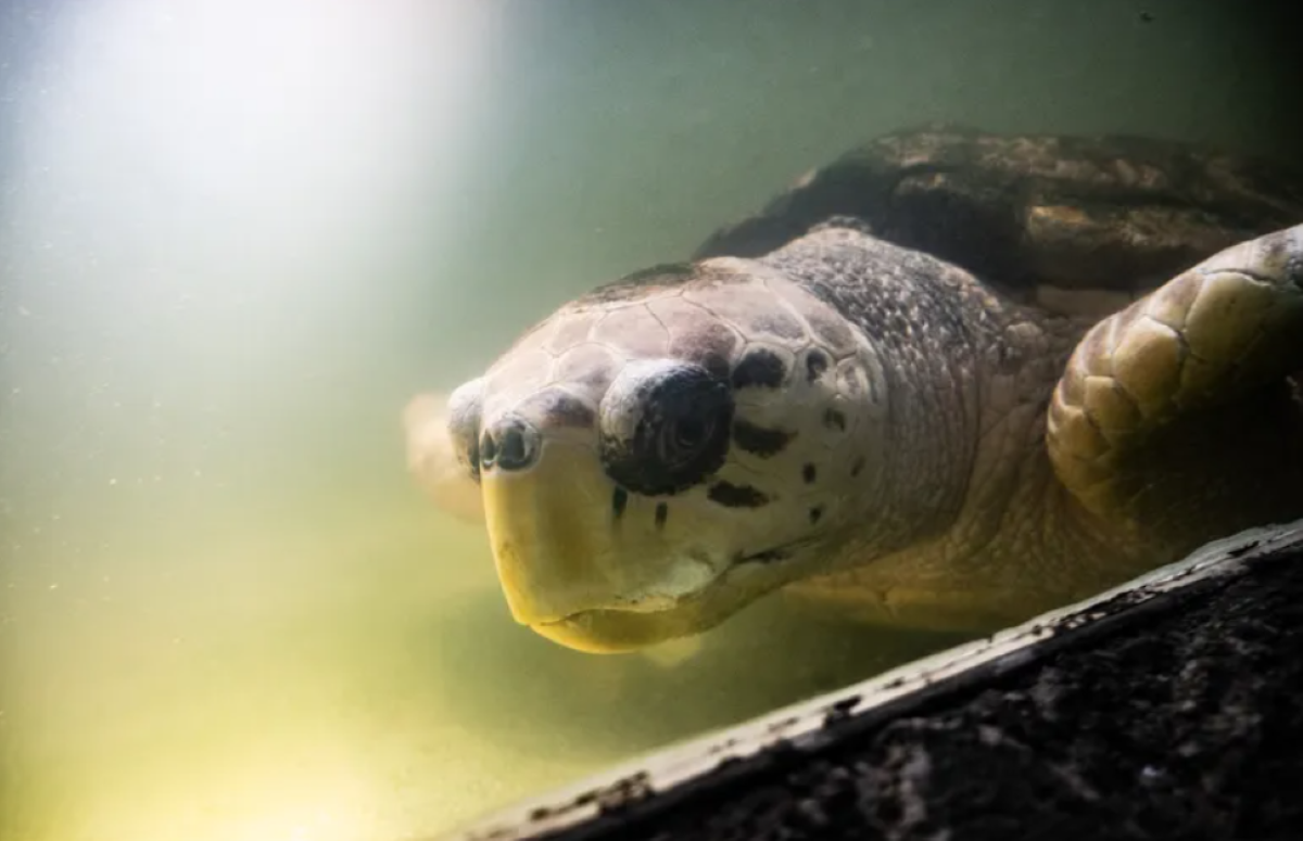 El tortugo Jorge tendrá una readaptación a la vida natural en Mendoza.  Foto: Sitio Andino