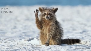 «¿Estoy despeinado?» Las imágenes más divertidas de los premios Comedy Wildlife Photo