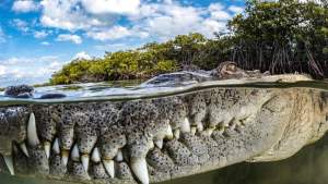 La naturaleza te va a conmover en las imágenes de los Premios de Fotografía Mangrove 2023: mirá