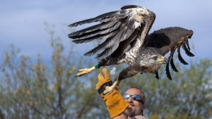 Al rescate de un águila herida: hallada en La Pampa, operada en Buenos Aires, liberada en Mendoza