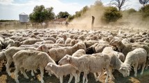 Imagen de Una apuesta a la producción de carnes en la Patagonia