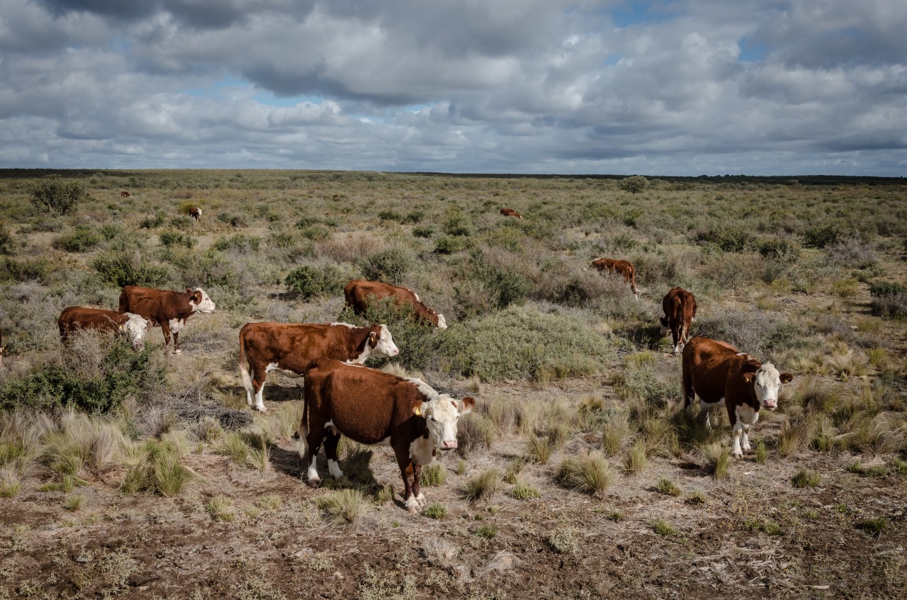 La declaración de emergencia rige para ganadería bovina, ovina y caprina en gran parte del territorio de Río Negro. Archivo