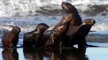 Imagen de Vacacionaban en Las Grutas y tuvieron un inesperado encuentro