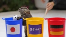 Imagen de Taiyo, la nutria que predijo el triunfo de Japón en el Mundial de Qatar 2022