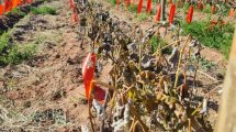 Imagen de Las heladas les provocaron la pérdida de casi toda la fruta a productores de Neuquén