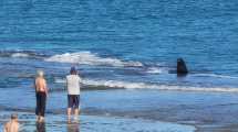 Imagen de Video: un lobo marino se robó todas la miradas en Las Grutas