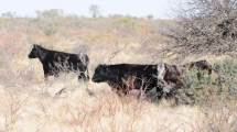 Imagen de Carbunclo, la bacteria que mató vacas cerca de General Conesa