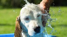 Imagen de Mascotas: qué se debe tener en cuenta al llevar tu perro a la playa